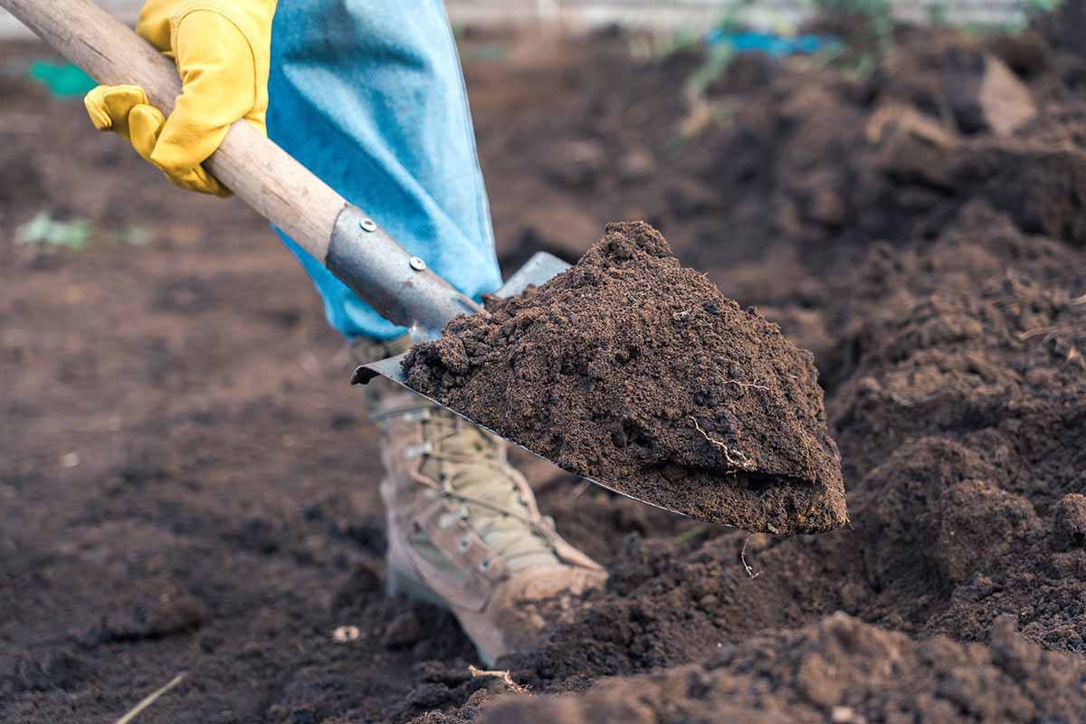 A close up horizontal image of a gardener digging the soil with a spade.