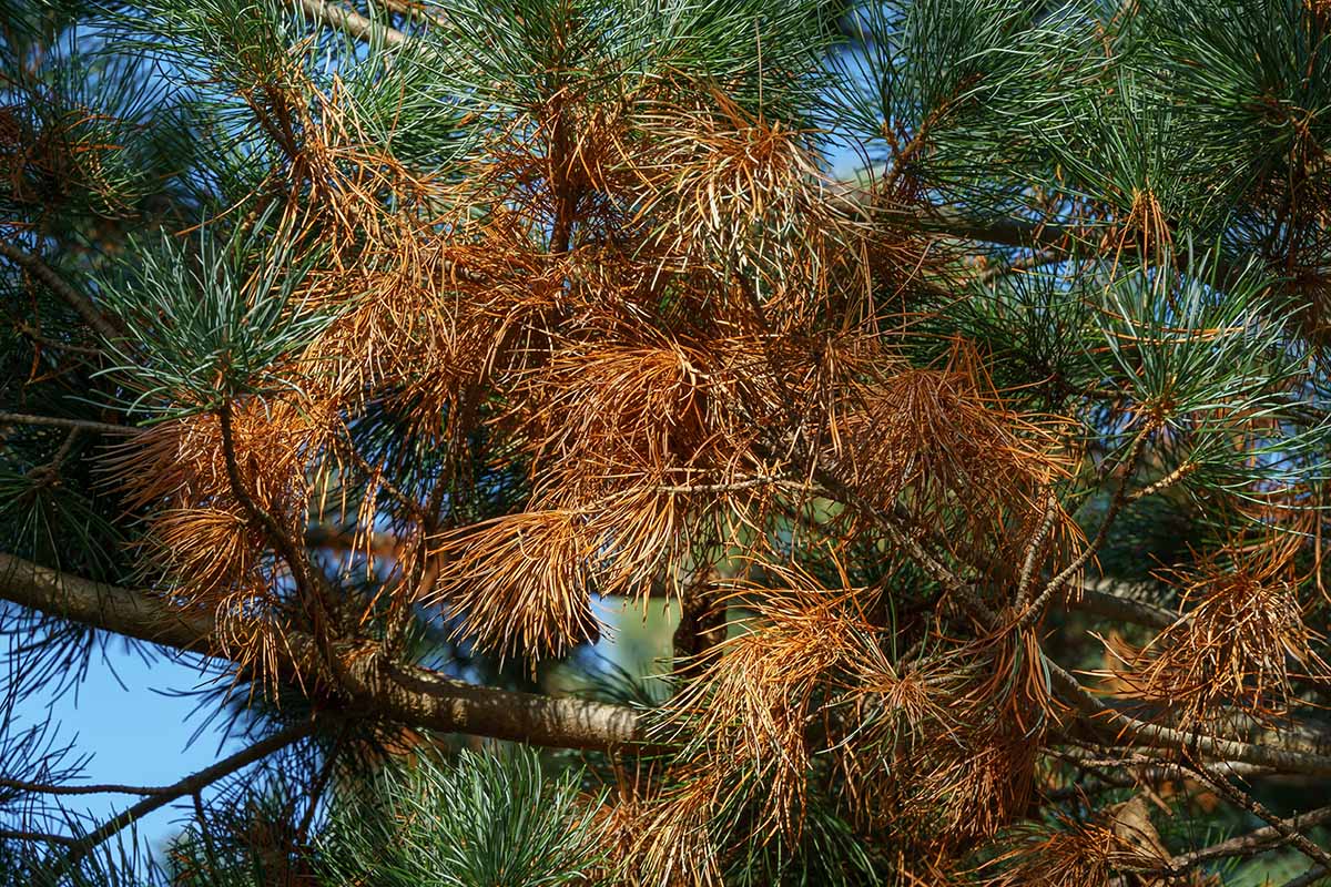 A close up horizontal image of dead pine needles on a diseased tree.