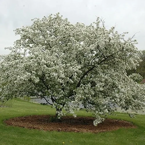 A square image of a 'Donald Wyman' crabapple tree growing near a lake.