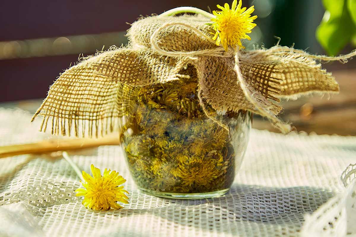 A close up horizontal image of a glass jar filled with dried dandelion flowers set on a wooden surface.