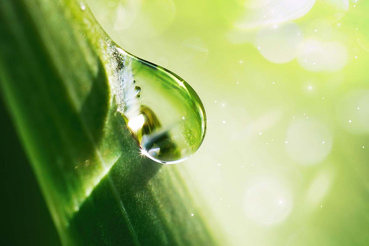 A close up horizontal image of a droplet of water on the stem of a plant.