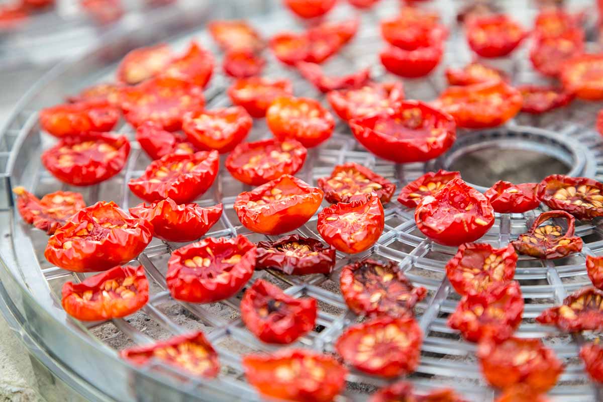 A close up horizontal image of homegrown tomatoes sliced and laid out on a dehydrator.