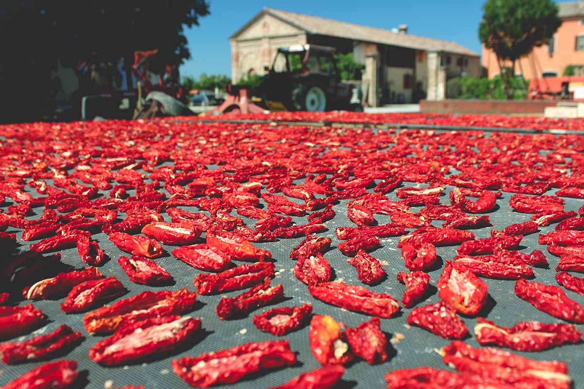 A horizontal image of sliced tomatoes laid out on a rooftop in the sun to dry.