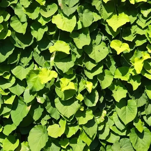 A square image of the foliage of Dutchman's pipe vine pictured in bright sunshine.