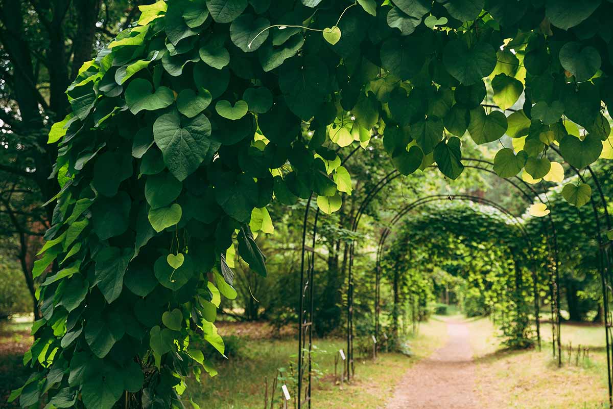 A horizontal image of Dutchman's pipe vine climbing over an arbor over a pathway.