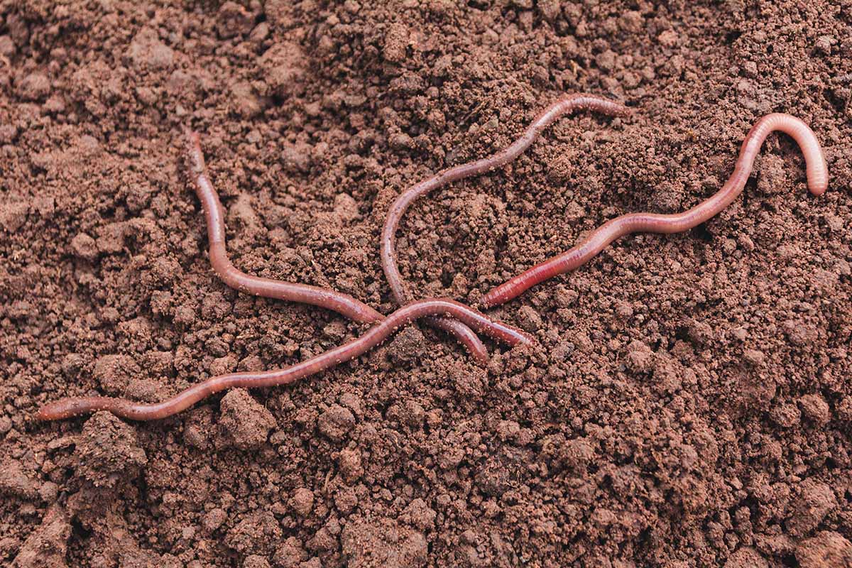 A close up horizontal image of a group of large earthworms on the surface of the soil.