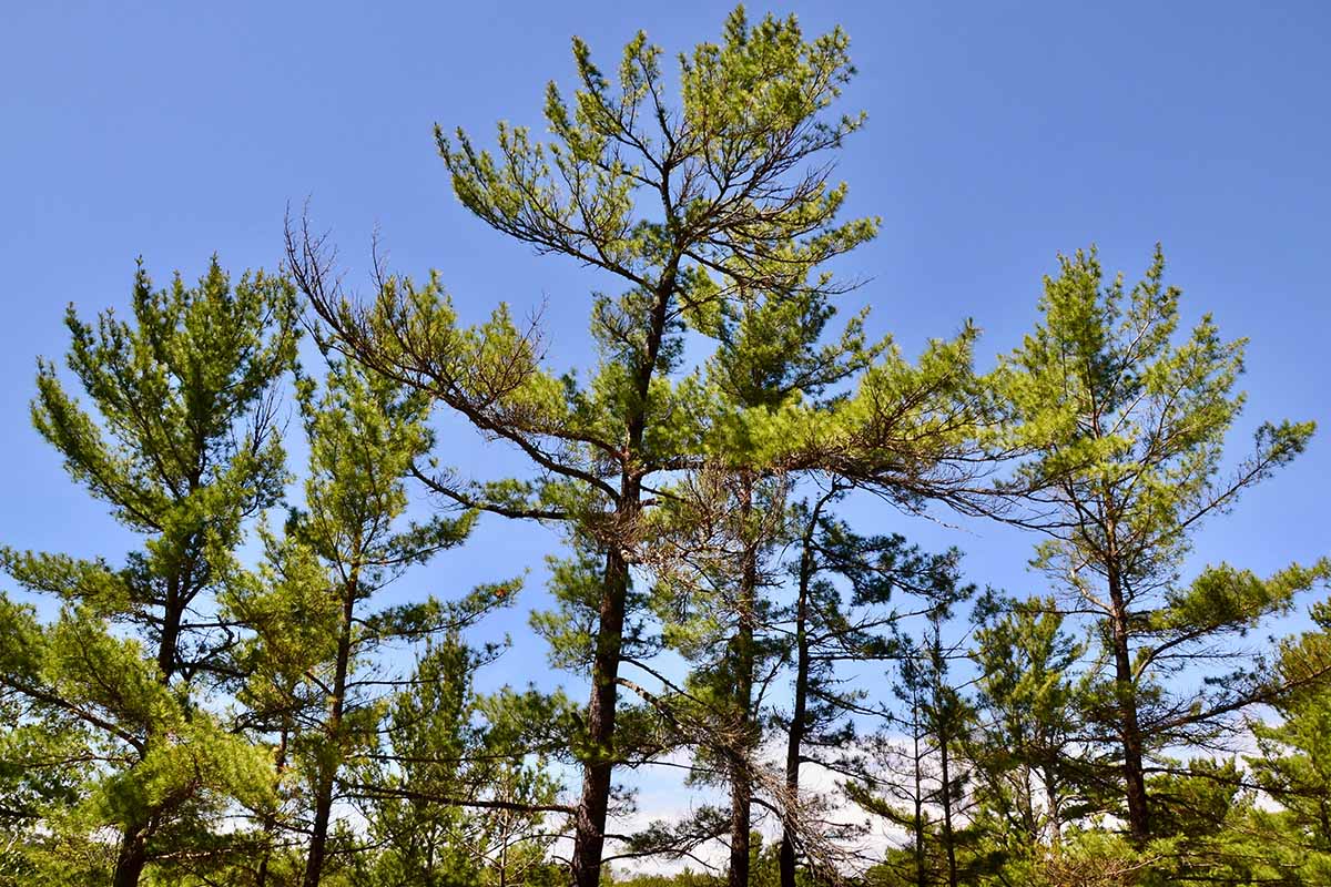 A horizontal image of pine trees growing wild pictured on a soft focus background.