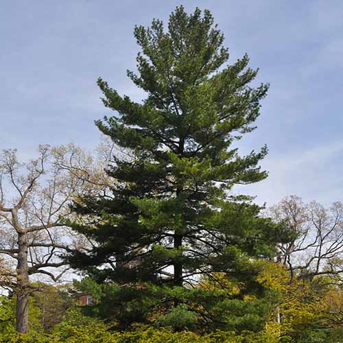 A square image of a large eastern white pine growing wild.