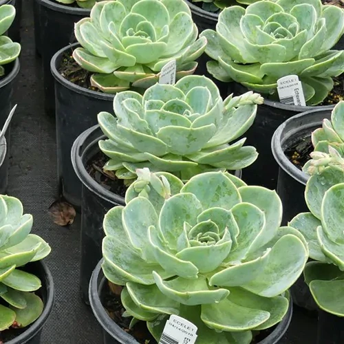 A square image of a number of Echeveria elegans plants growing in small black plastic pots.