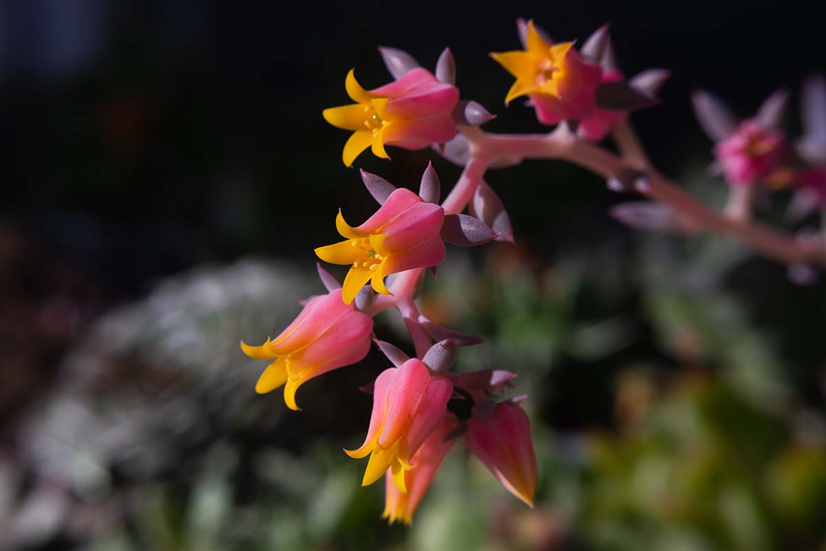 A close up horizontal image of the pink, purple, and yellow blooms of an echeveria succulent plant pictured on a soft focus background.
