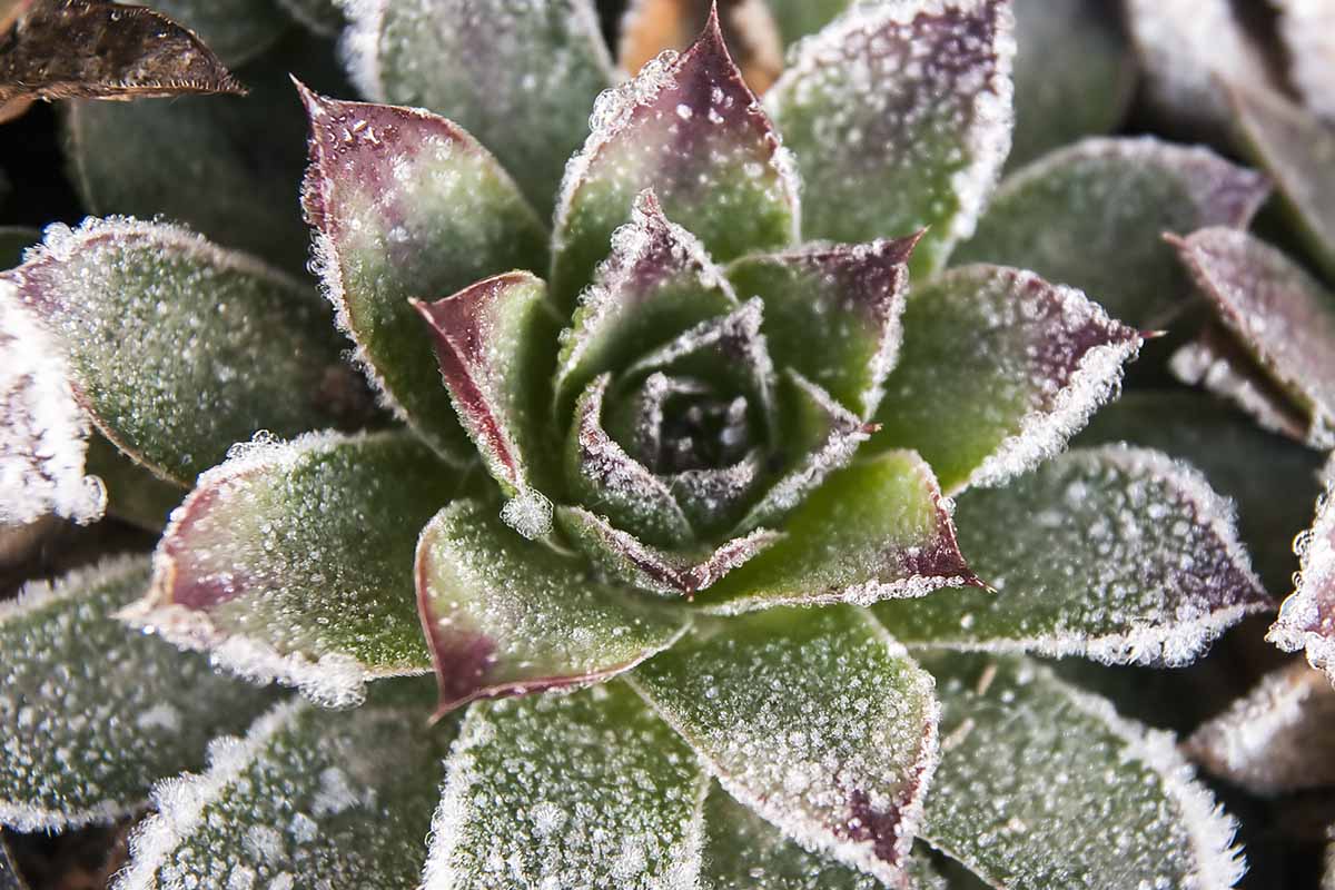 A close up horizontal image of a succulent echeveria plant covered in a dusting of frost.