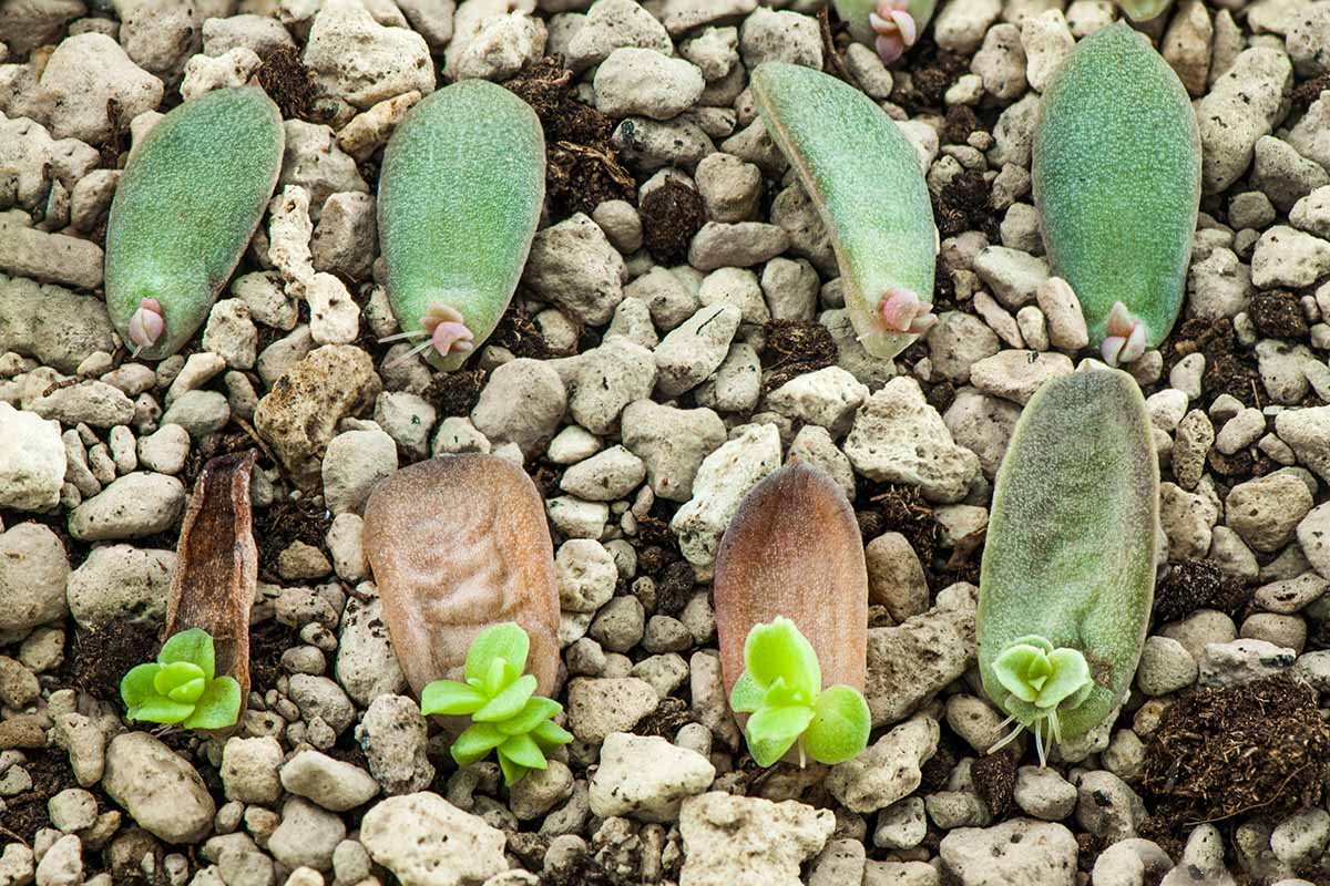 A horizontal image of echeveria succulents propagating from leaf cuttings.
