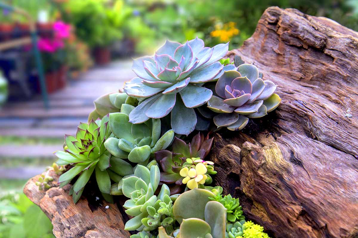 A horizontal image of a succulent garden with echeverias growing on a piece of wood outdoors.