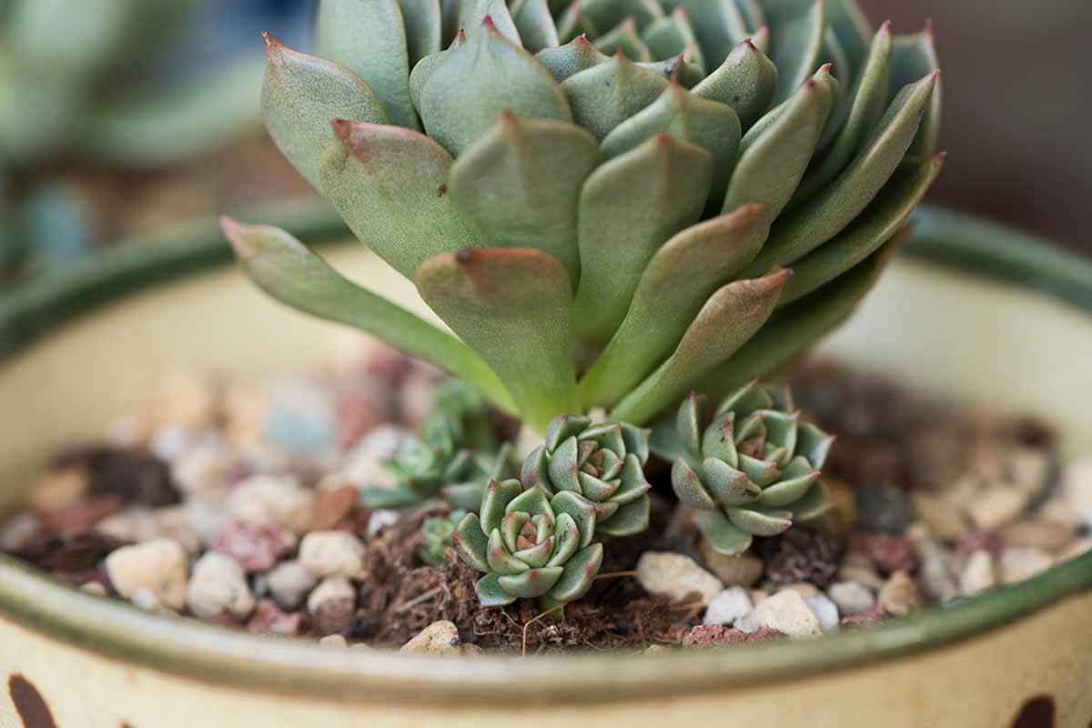 A close up horizontal image of a succulent echeveria with small offsets growing at the base.