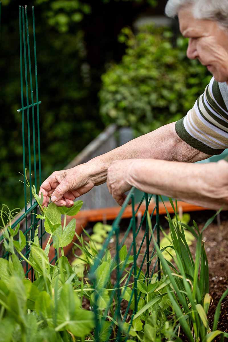 A close up vertical image of an elderly gardener inspecting pea plants in a raised bed.