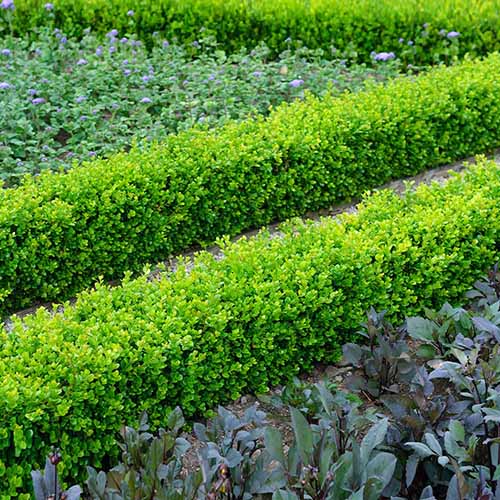 A square image of English boxwood hedges planted around the border of a vegetable garden.
