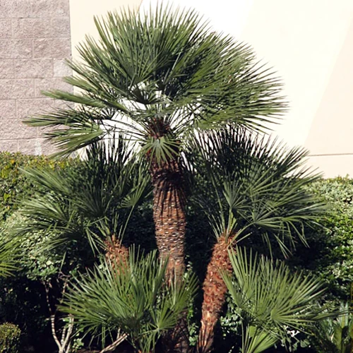 A square image of European fan palms growing outside a residence.