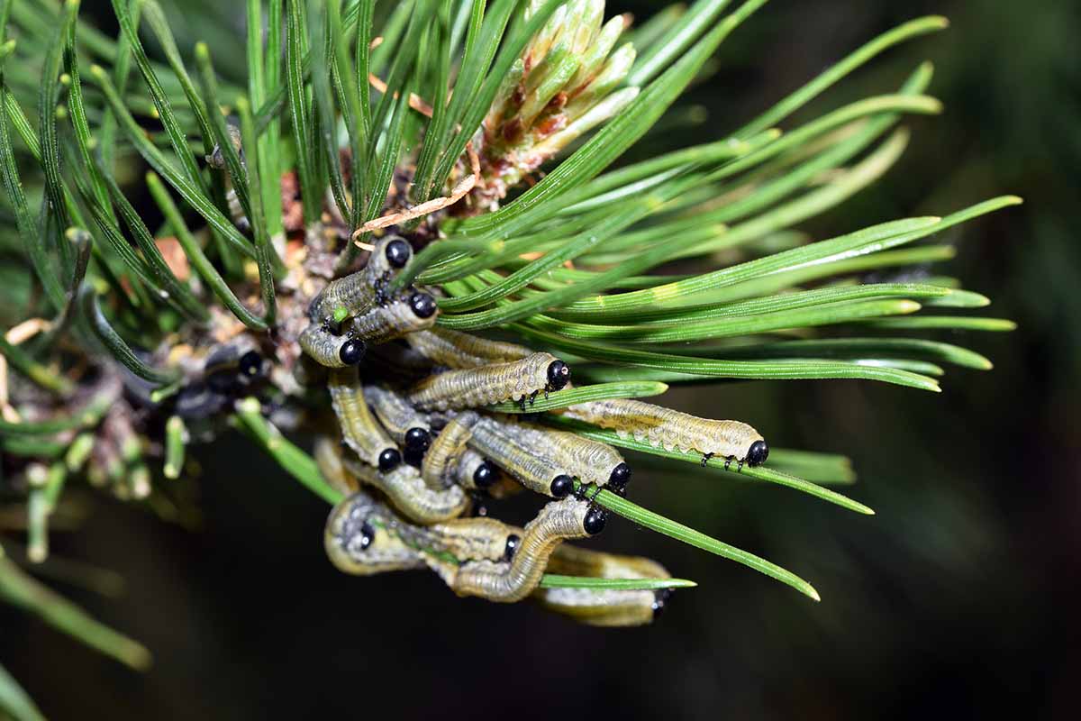 A close up horizontal image of sawflies infesting foliage pictured on a dark background.