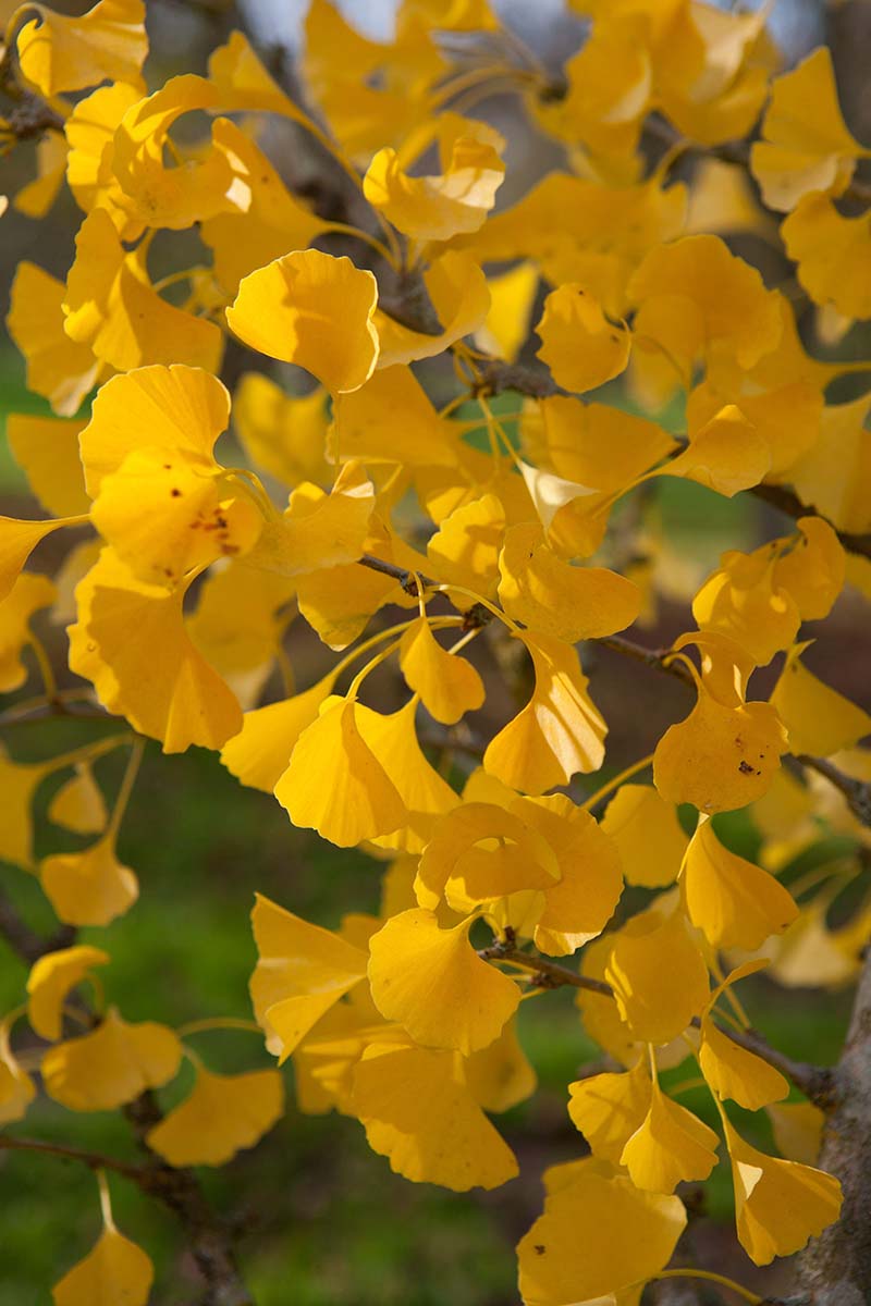 A close up vertical image of the yellow fall foliage of Ginkgo biloba 'Fairmount' growing in the garden.