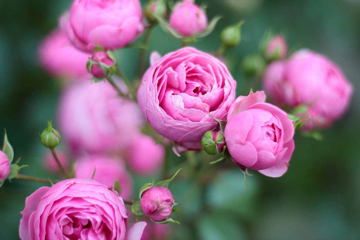 A horizontal image of pink Kordes roses growing in the garden.