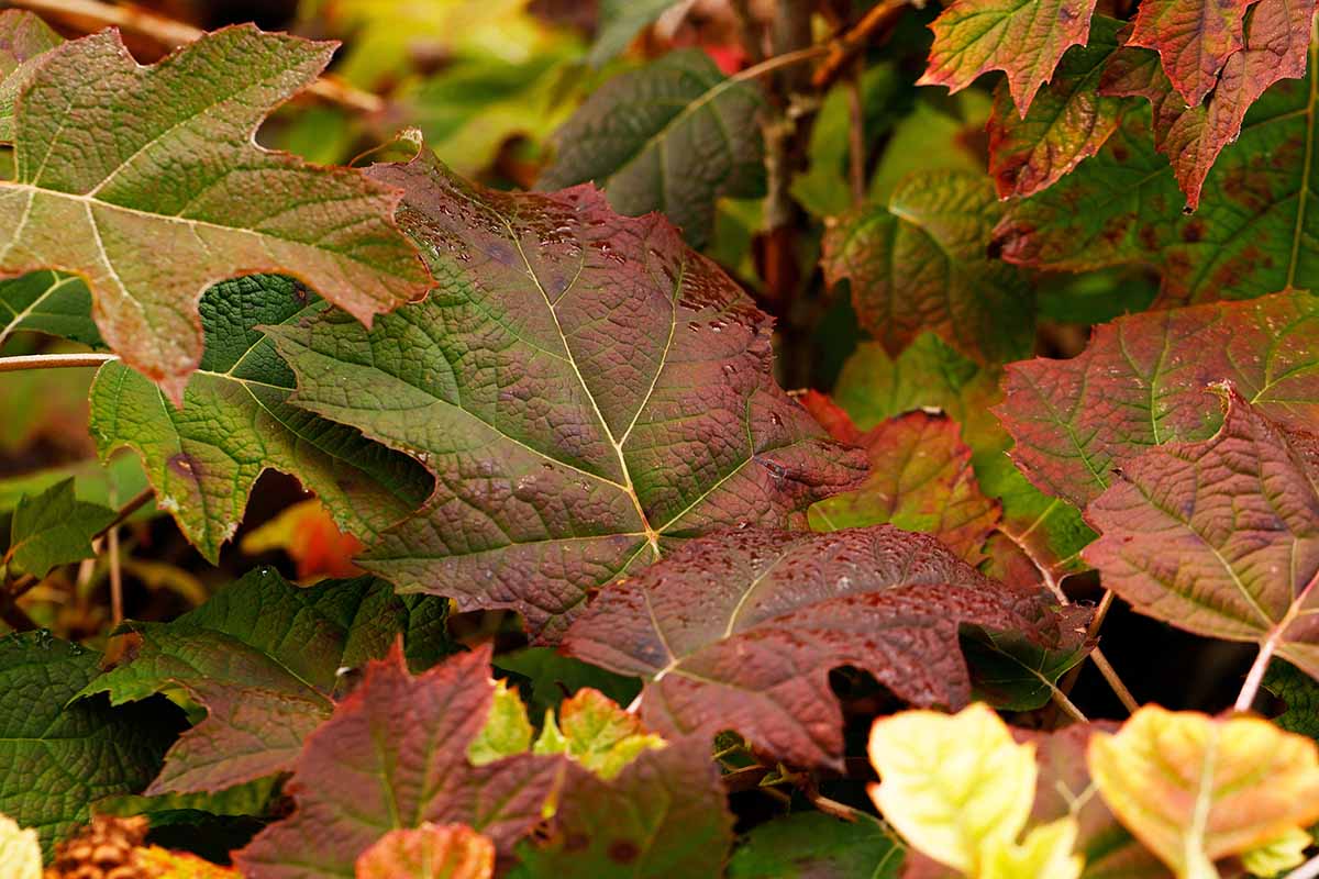 A close up horizontal image of the leaves of an oakleaf hydrangea changing color in fall.