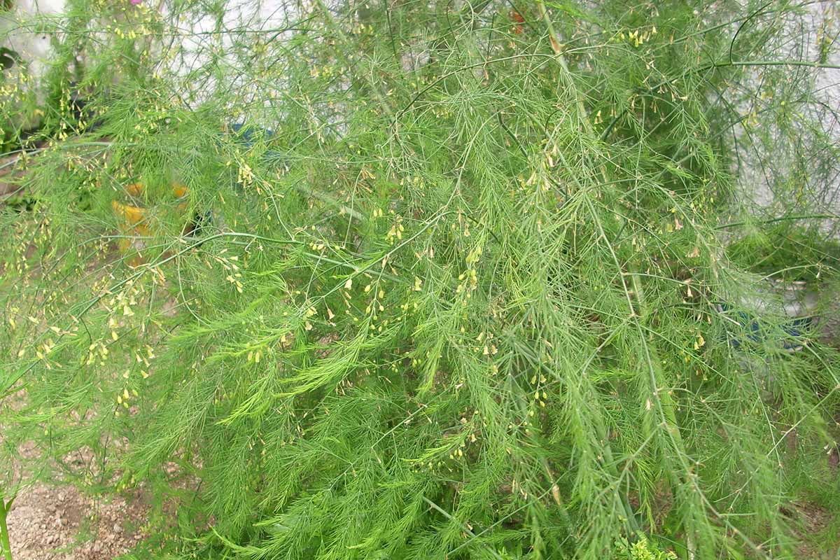 A close up of a large overgrowing asparagus plant with ferns and yellow flowers.