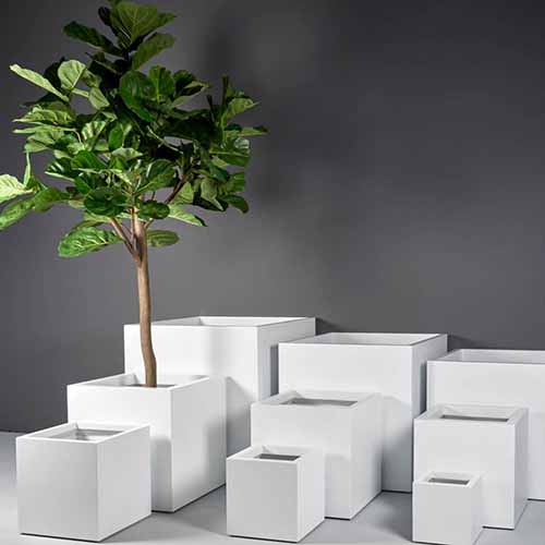 A square image of a collection of white square fiberglass planters with a gray wall in the background.