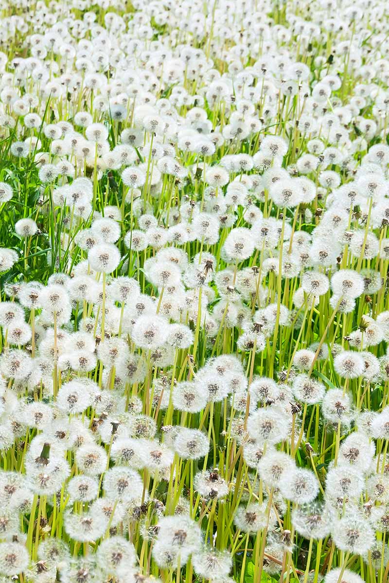 A vertical image of a field filled with dandelion seed heads.