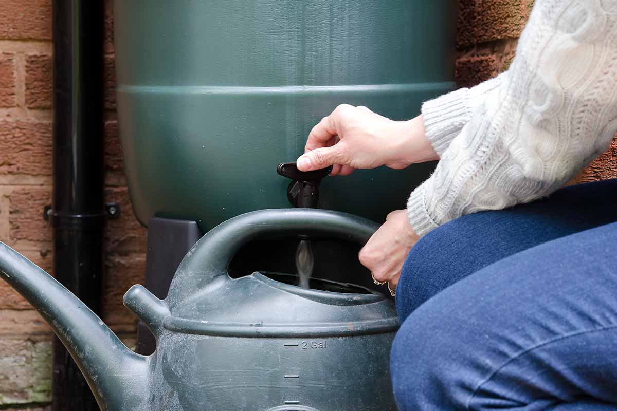 A close up horizontal image of a gardener filling a watering can from a rain barrel.