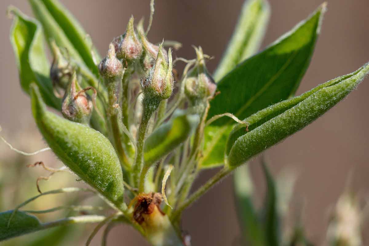 A close up horizontal image of flower buds pictured on a soft focus background.