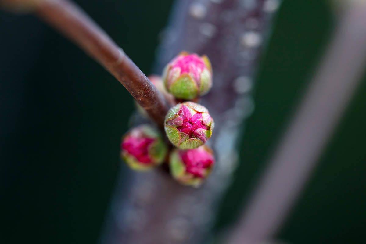 A close up horizontal image of pink plum flower buds just starting to open up pictured on a soft focus background.
