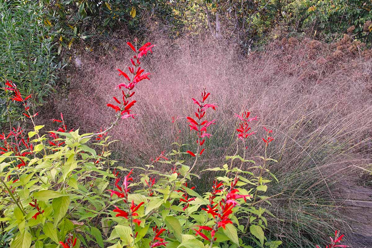 A horizontal image of pineapple sage with bright red flowers growing in front of muhly grass in a mixed border.