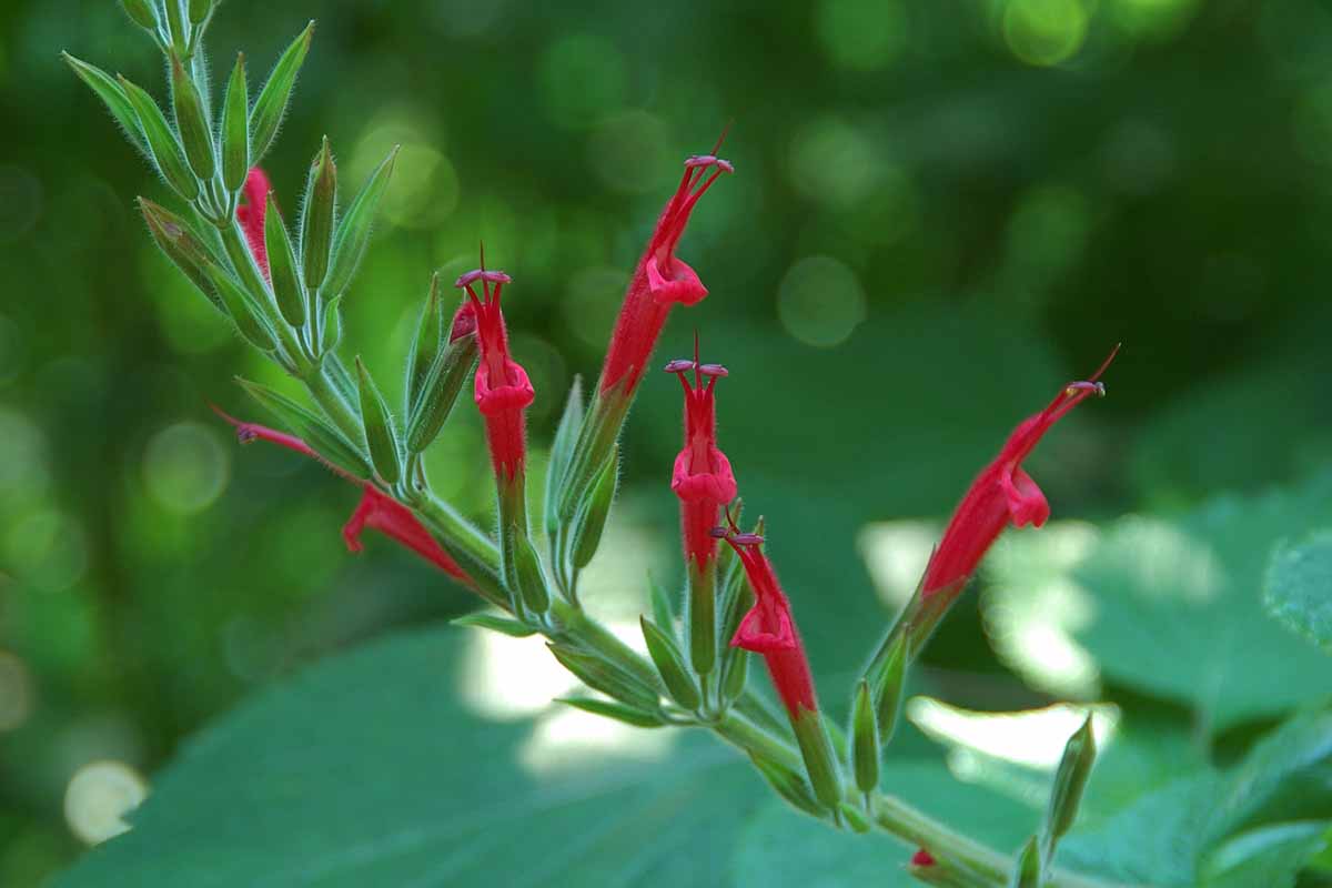 A close up of the tiny red flowers on a branch of Salvia elegans pictured on a soft focus background.