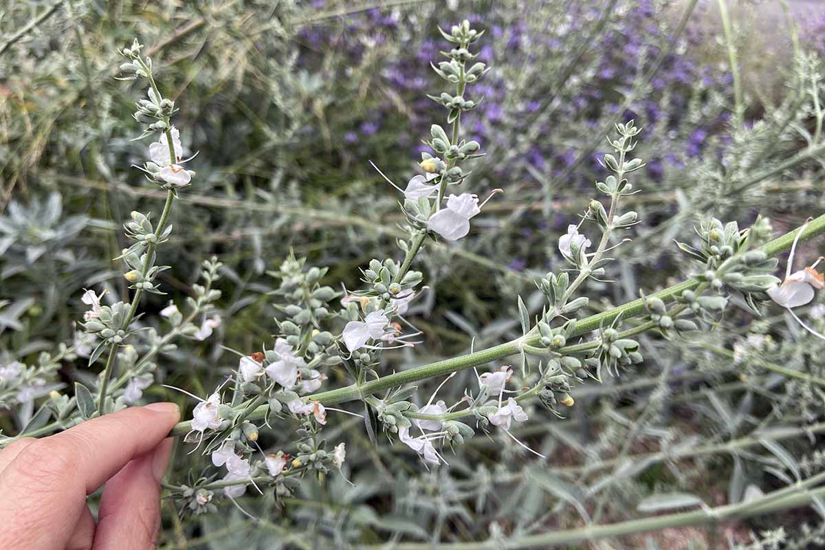 A close up horizontal image of a hand holding a white sage (Salvia apiana) branch showing the delicate white and purple flowers.