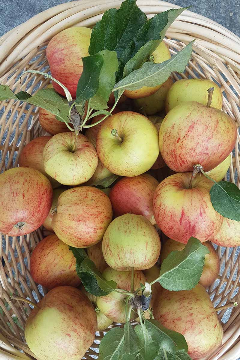 A close up vertical image of a pile of freshly harvested 'Braeburn' apples in a wicker basket.