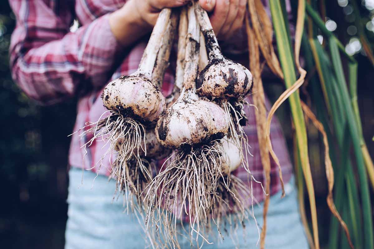 A close up horizontal image of a gardener holding up a bunch of freshly harvested 'Chet's Italian Red' garlic bulbs.