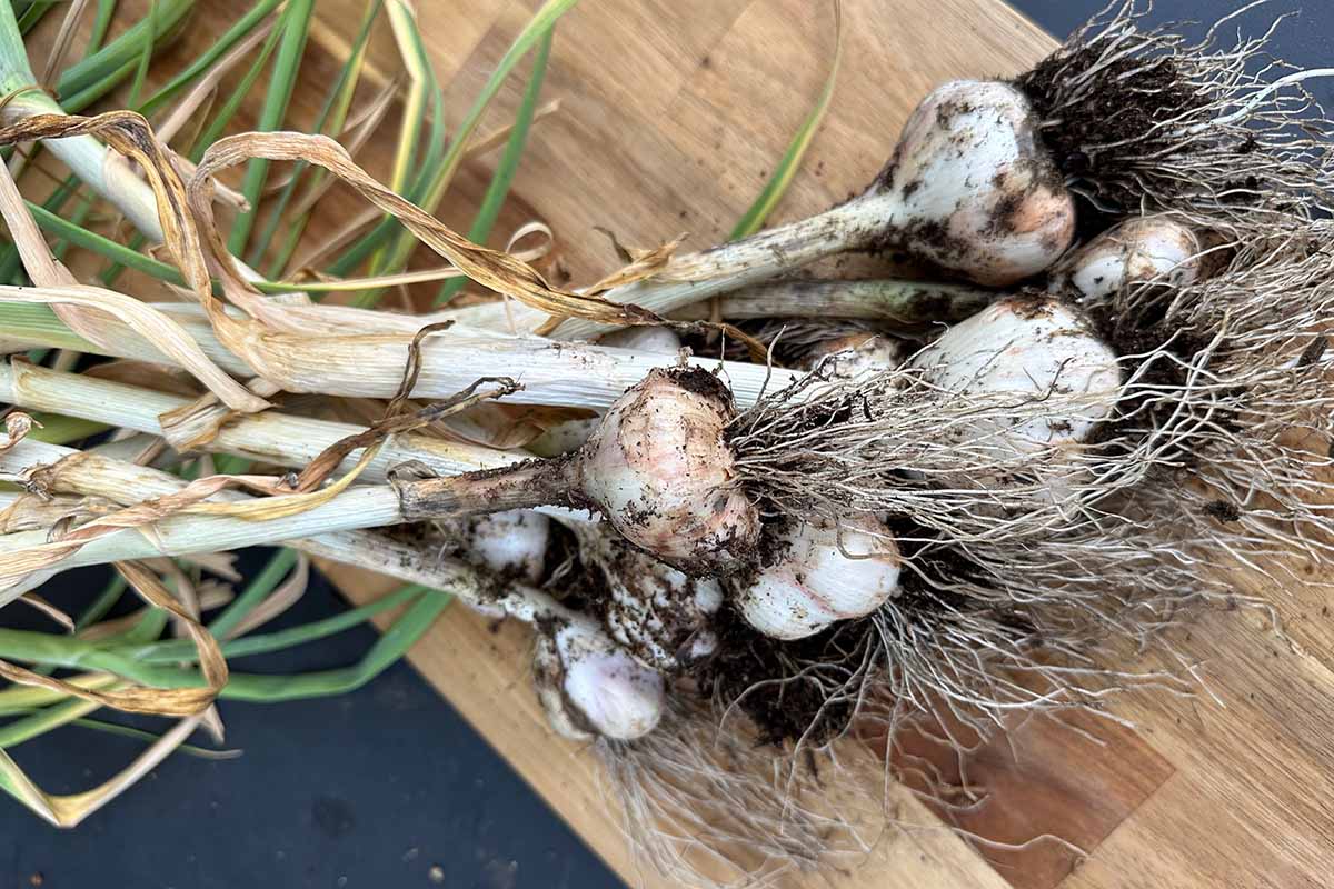 A horizontal image of freshly harvested garlic bulbs from the garden set on a wooden chopping board.