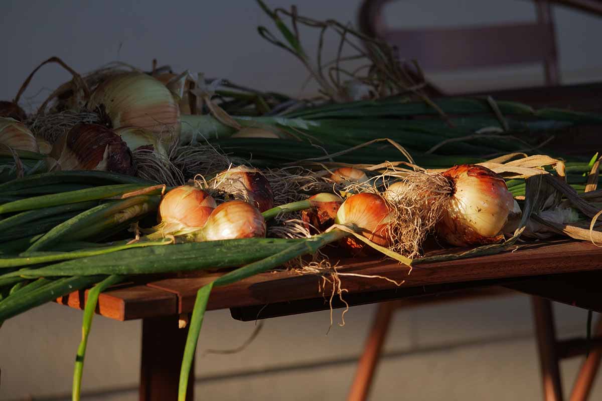 A close up horizontal image of freshly harvested onions set on a wooden table.