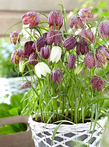 A vertical image of Fritillaria melagris flowers growing in an oudoor pot.