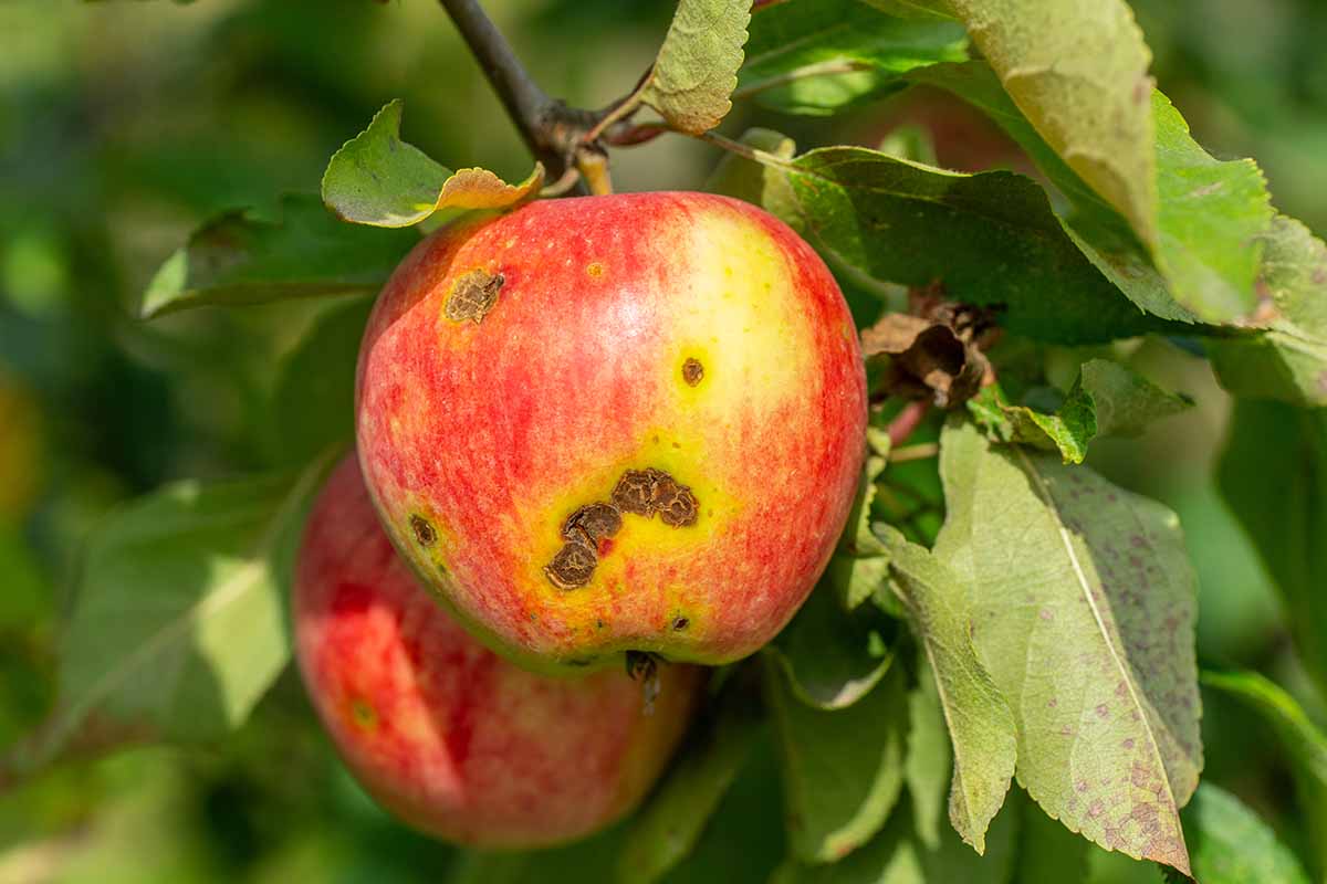 A close up horizontal image of fruit infected by apple scab hanging from the tree pictured in light sunshine.