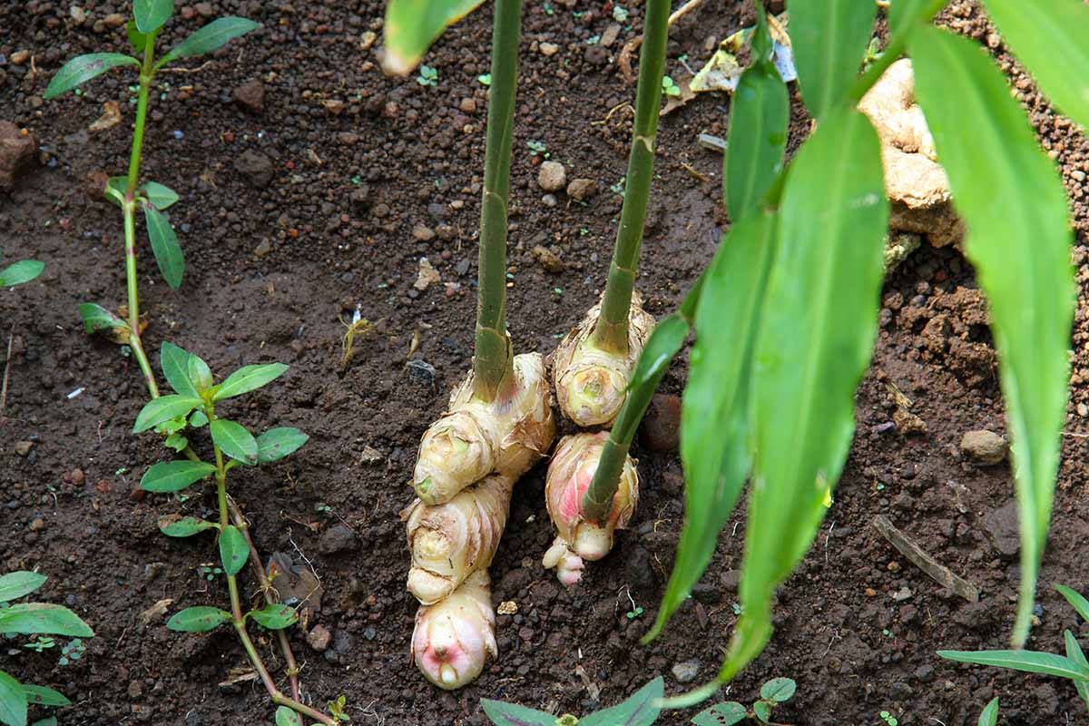 A horizontal image of galangal growing in the garden.