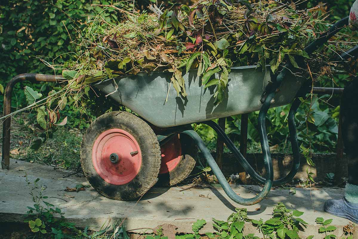 A close up horizontal image of a wheelbarrow filled with garden waste at the end of the season.