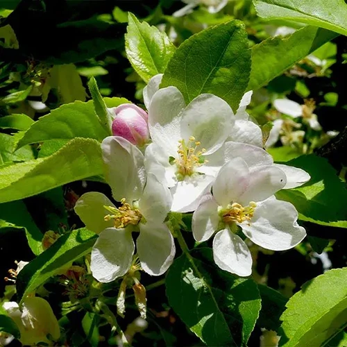A square image of the flowers of 'Garden Delicious' pictured in bright sunshine.
