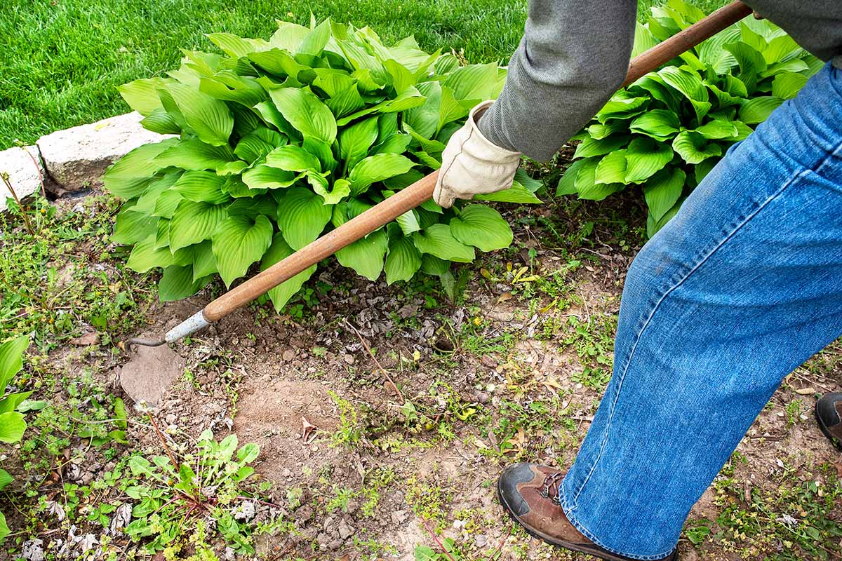 A close up horizontal image of a gardener using a hoe to remove weeds from a garden border growing hostas.