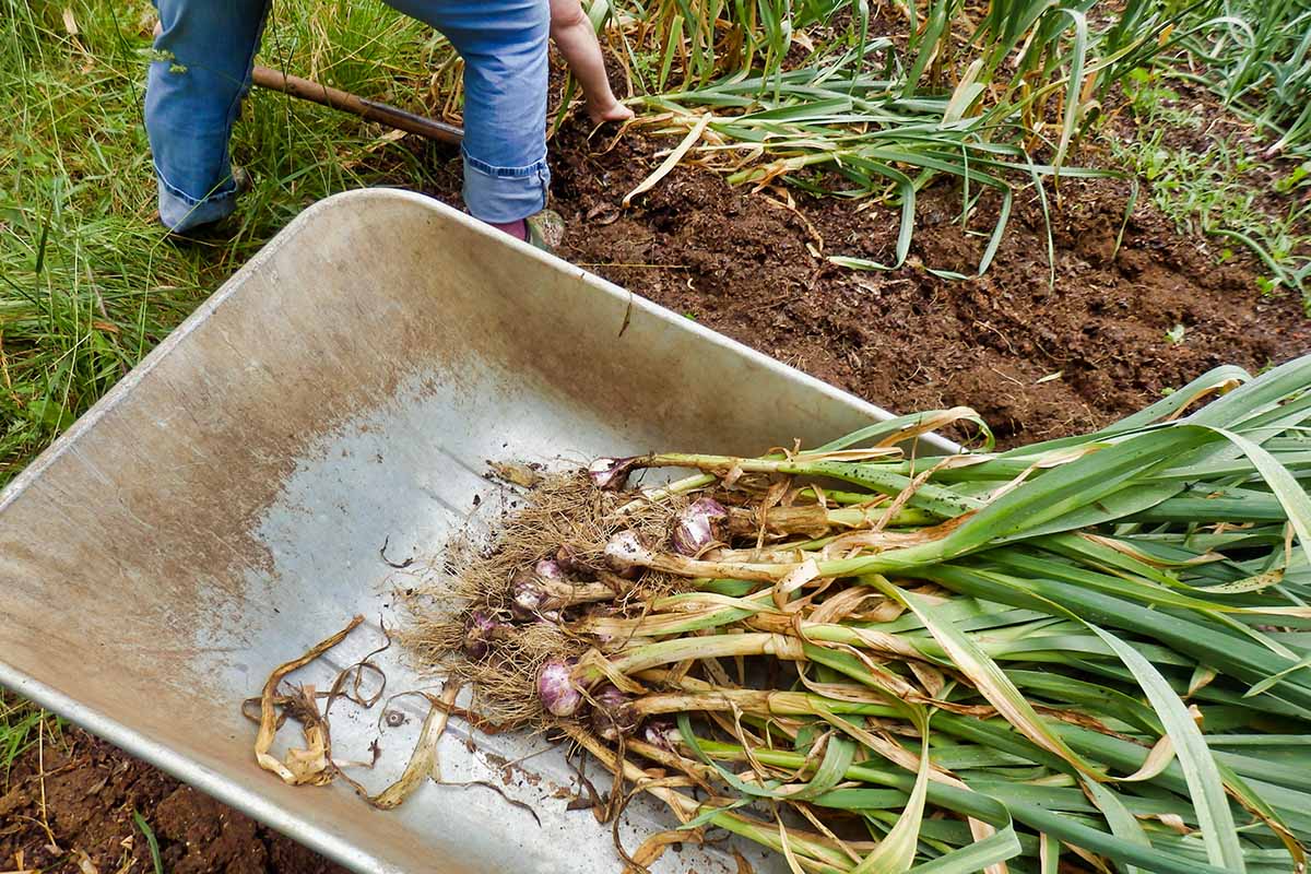 A close up horizontal image of a gardener harvesting garlic and setting it into a wheelbarrow.