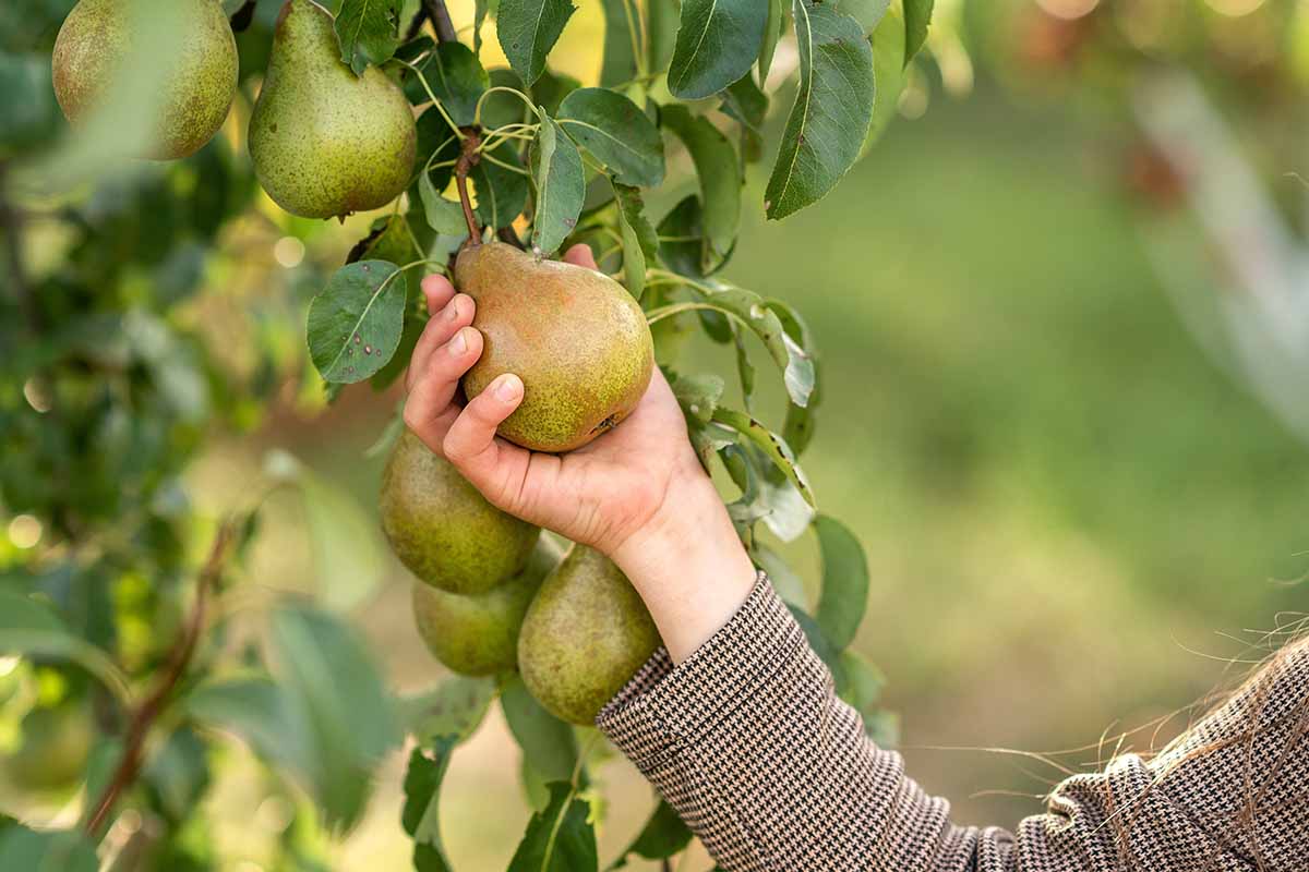 A close up horizontal image of a hand from the right of the frame harvesting a pear from a tree pictured on a soft focus background.
