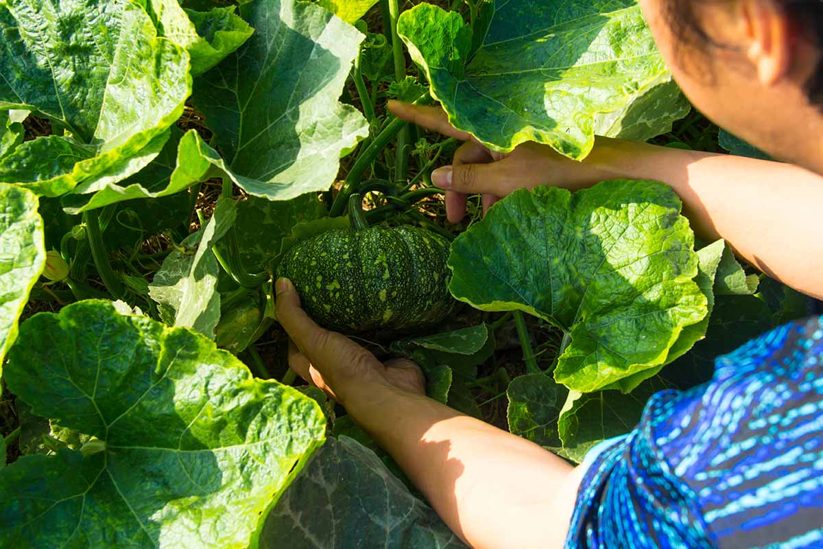A close up horizontal image of a gardener harvesting a ripe pumpkin from the garden.