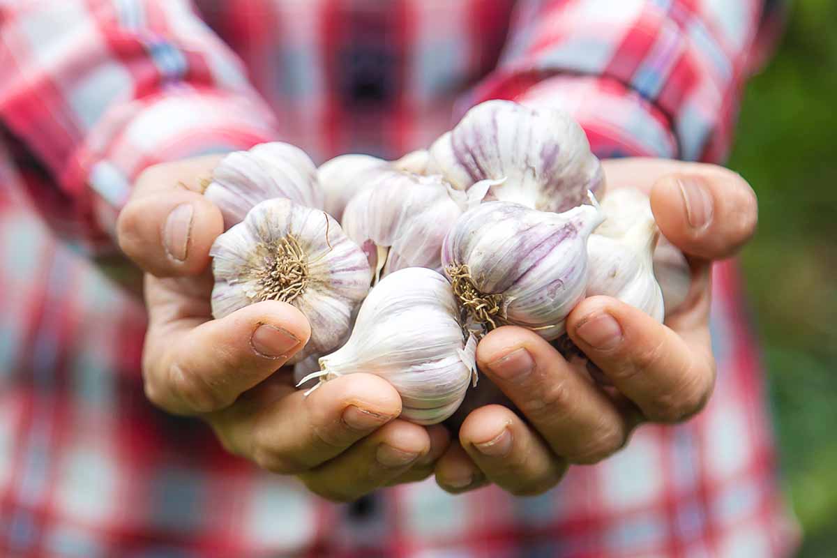 A close up horizontal image of a gardener holding a handful of dried garlic bulbs.