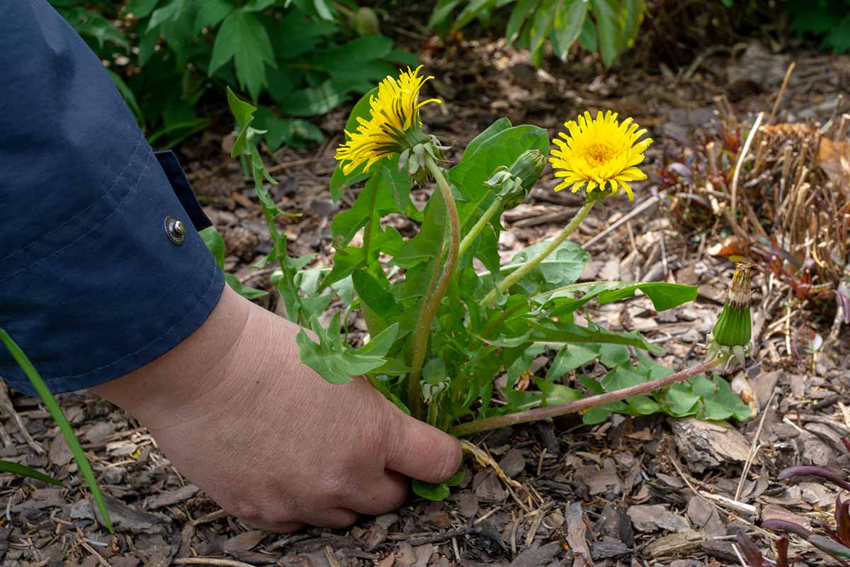 A close up horizontal image of a hand from the left of the frame pulling out a dandelion weed.