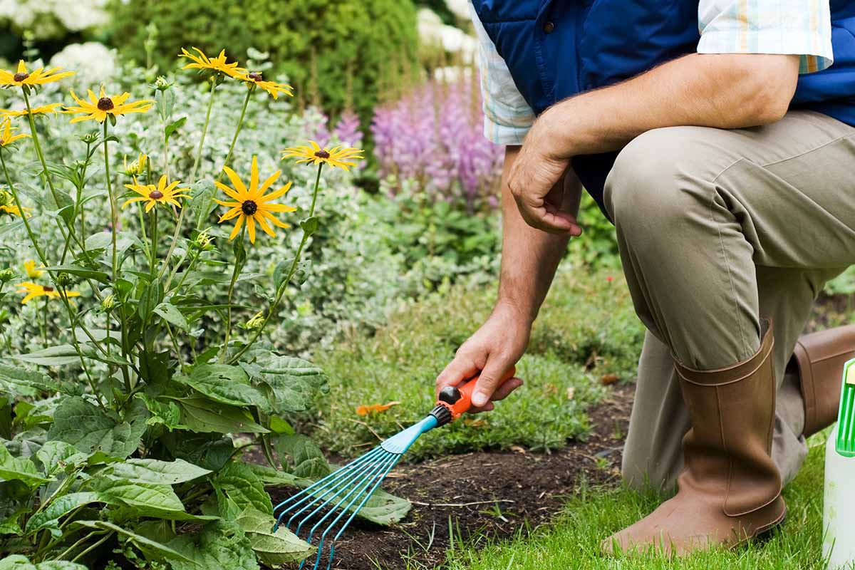 A close up horizontal image of a gardener working in the garden raking the soil.